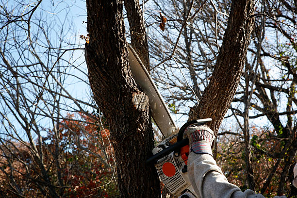 Best Tree and Shrub Care  in Macdonnell Heights, NY